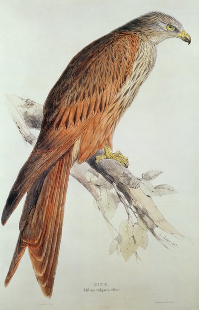 Cometa de Edward Lear